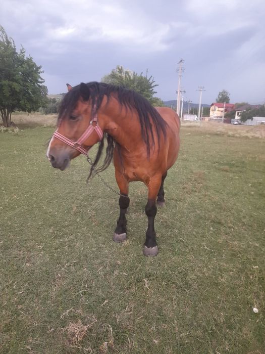 Se vinde iapa semi grea romaneasca