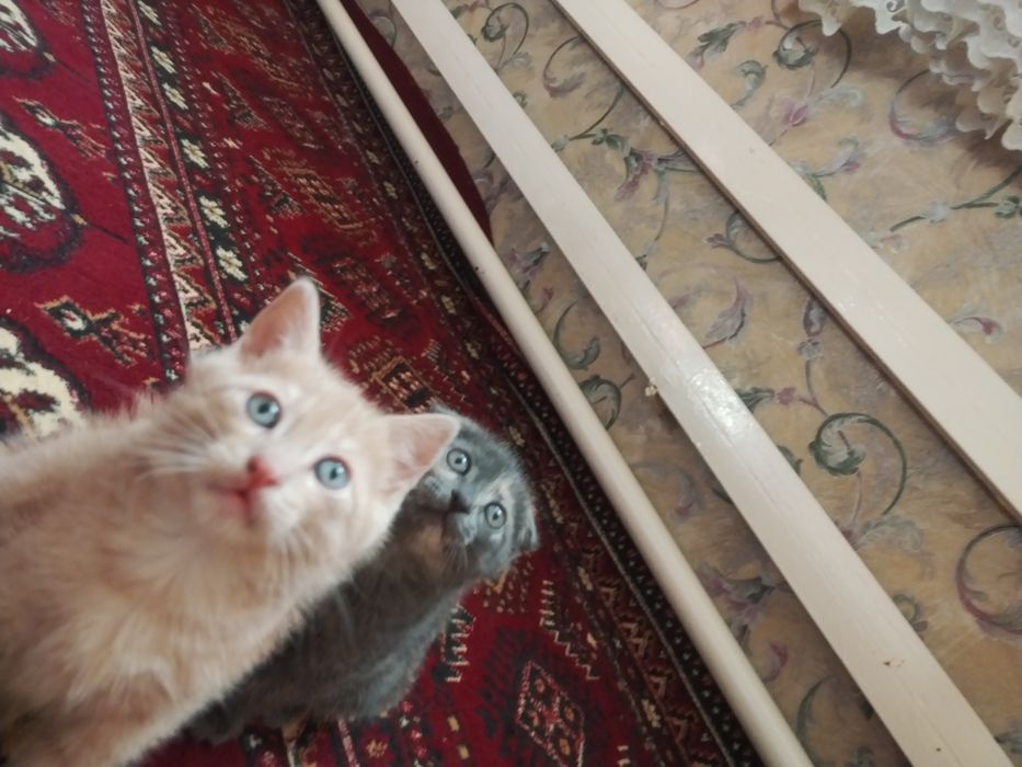 Кошка мушук скоч форт