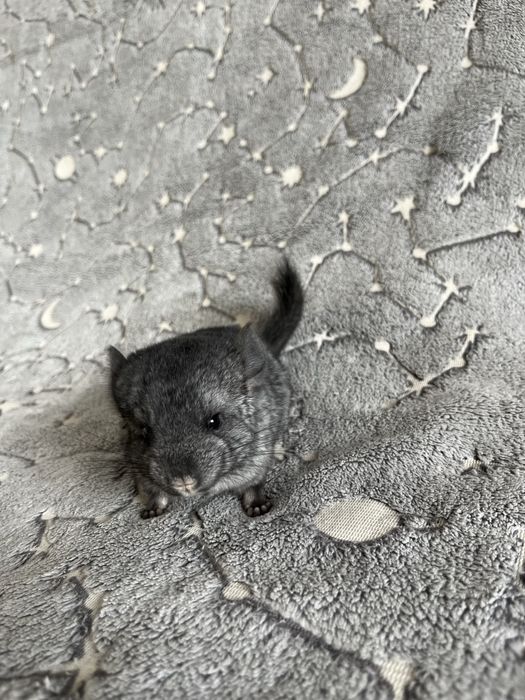 Шиншилла 2 02.03