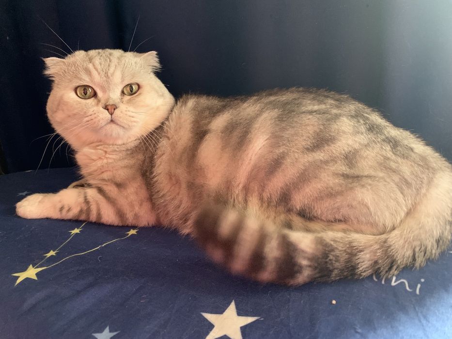 Вязка. Шотландский кот.