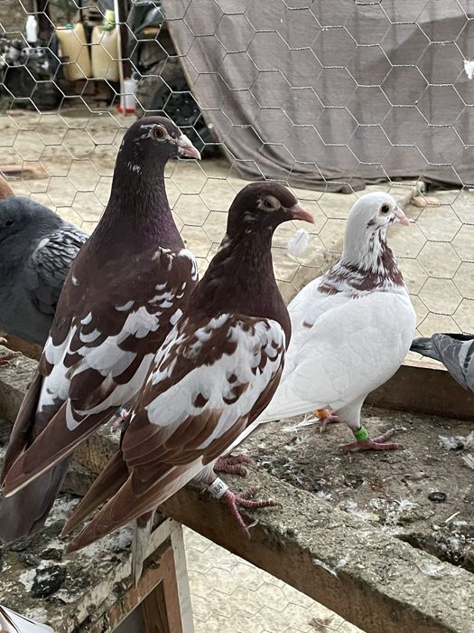 Porumbei voiajori meulemans