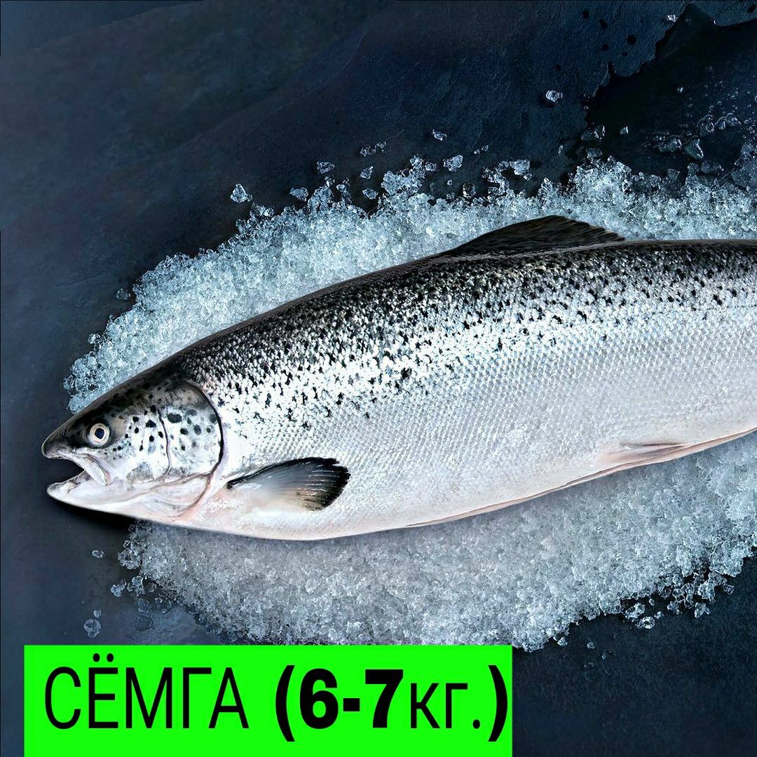 Сёмга свежемороженая (6-7): 6 300 тг. - Прочие товары для дома Астана ...