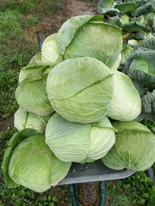 Varză de vânzare