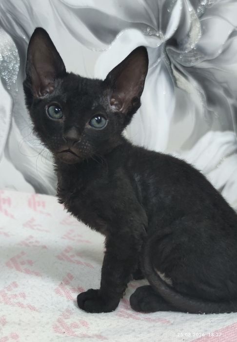 Котята сфинксы велюр