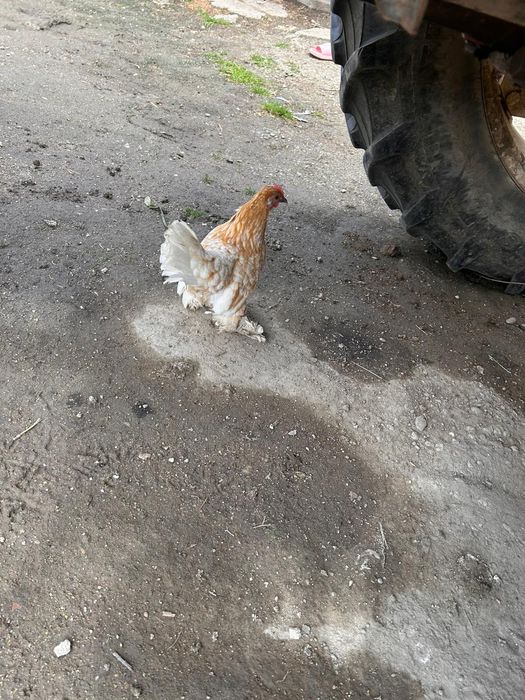 Pereche gainuși mii de flori