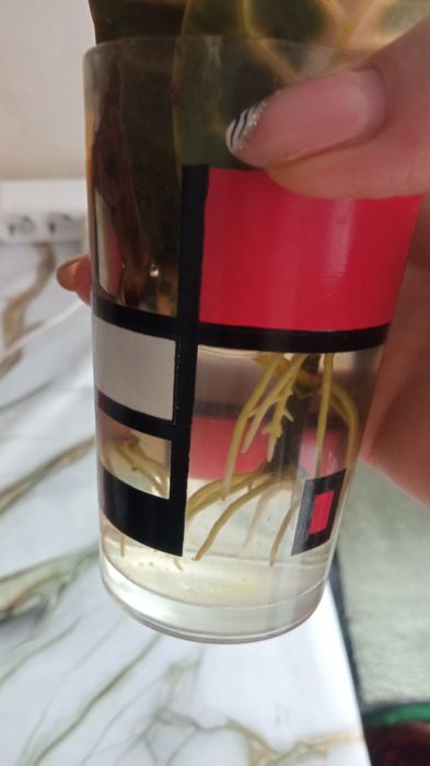 Продам комнатные растения