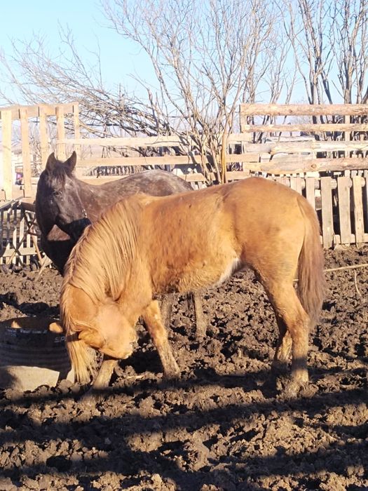 Продаётся 2 байтала 3-4 лет