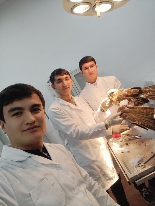 Veterinar vrach / Ветеринар врач/ Vet doctor