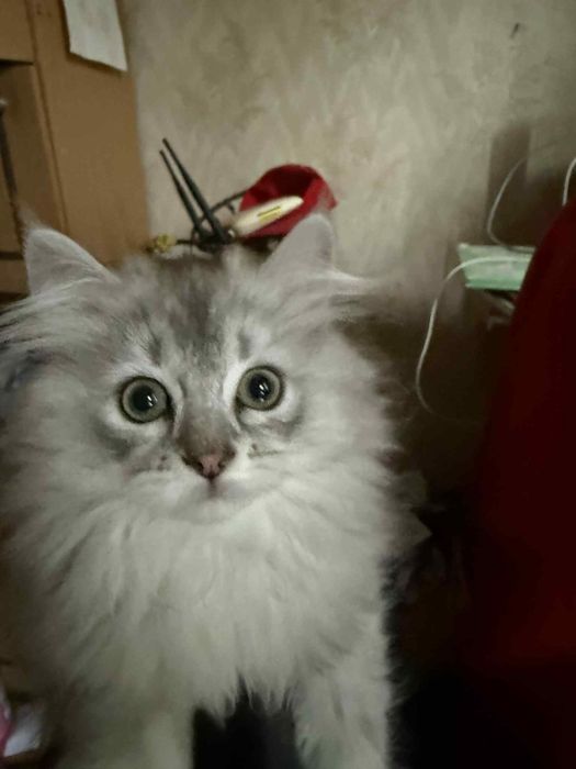 Британска дългокосместа сребърна  чинчила