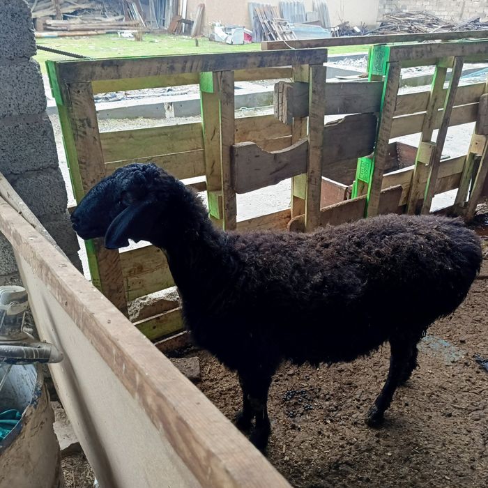 Куйлар она бола куйлар бугоз куй она куй ва кузичоклар сотилади