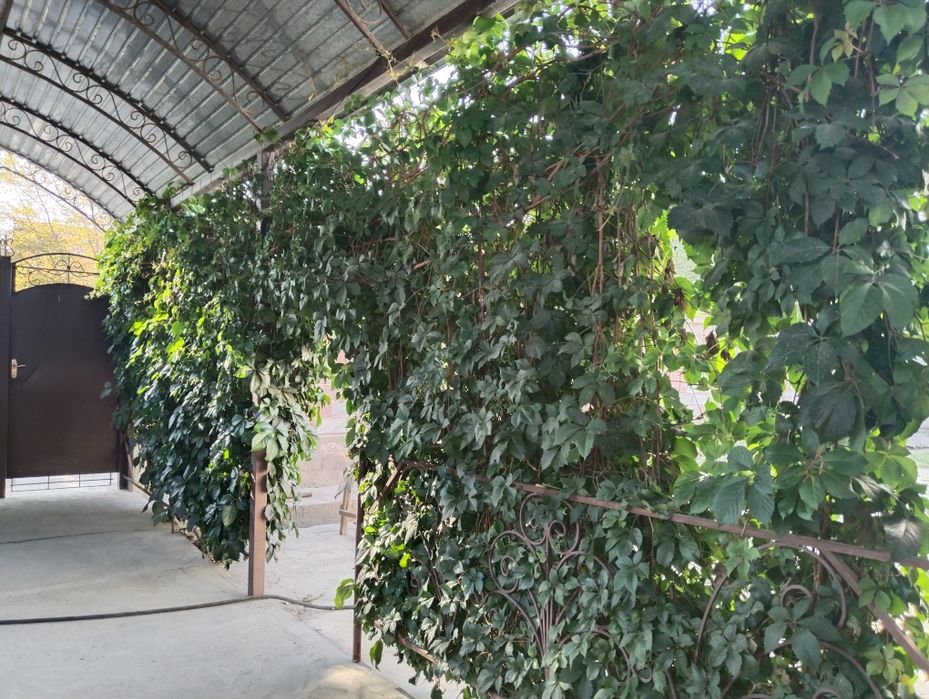 Кулпынай кошет. Дикий виноград