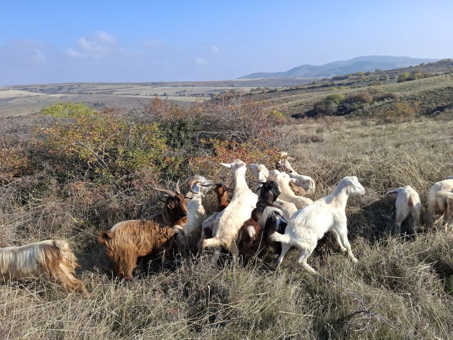 Натурално козе мляко