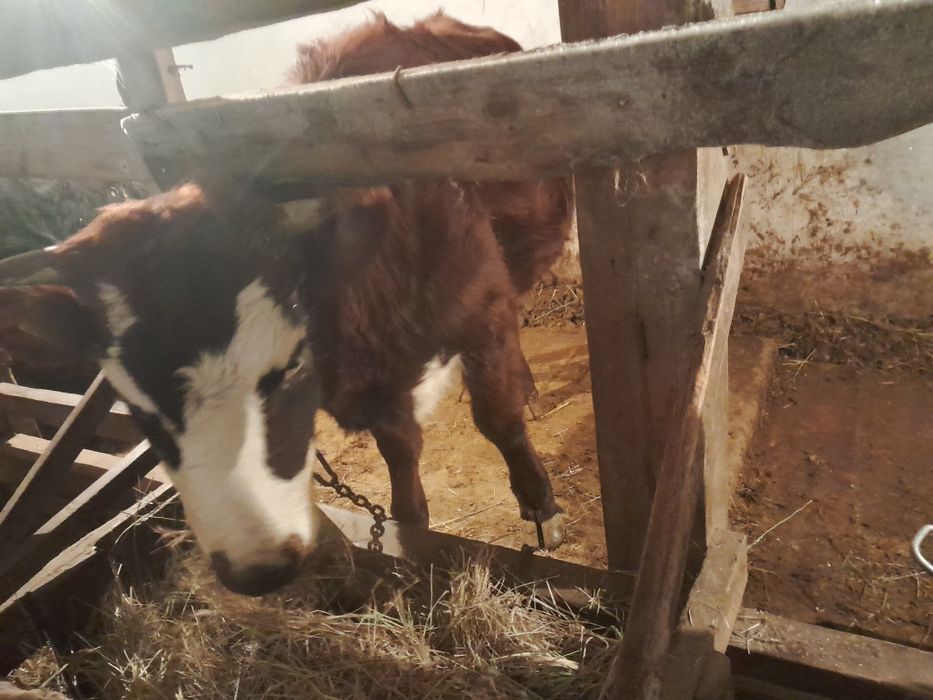 Сиырлар сатылады