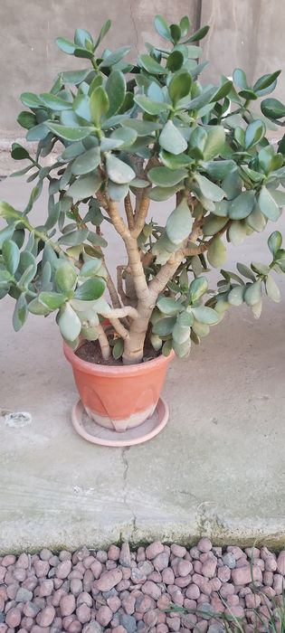 Гуллар сотилади.