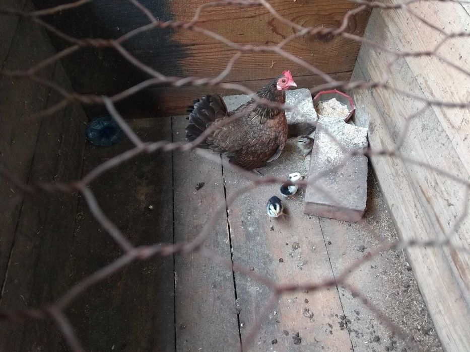 Păsări de curte frumos colorate