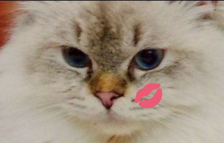 Вязка. Временная скидка. Роскошный редкого  окраса  SFS 71 a 33 кот