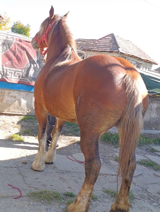 Vând iapă de 5 ani mai multe detalii la tel