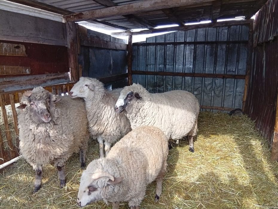 Продам баранов двух самцов и двух самок