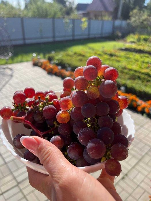 Продам дачу мечты с постоянной питьевой водой в СО Горизонт!