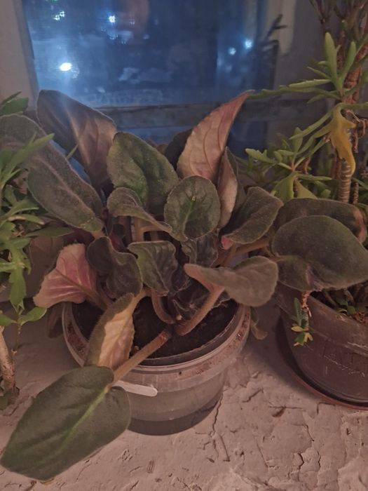 Фиалки фиолетовые и розовый