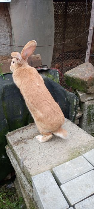 Uriaș german galben de vânzare