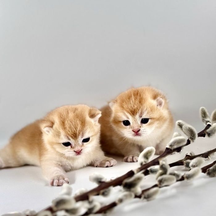 Котятки шиншилки золотинки