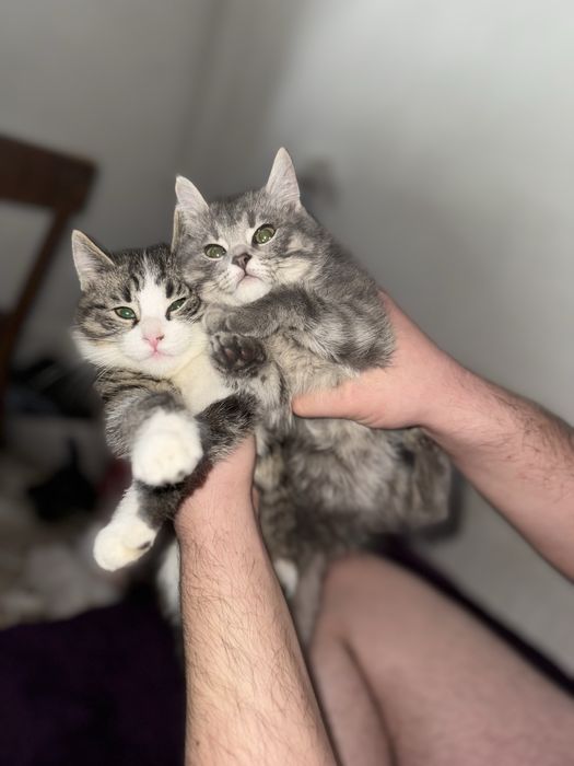 Британский котята