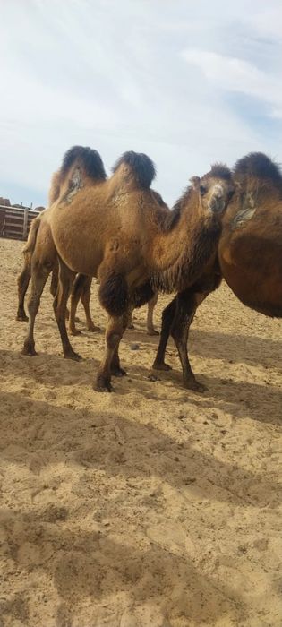 Ұлдың анасының секс видеосы