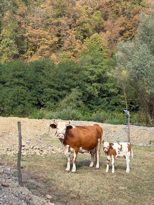 Vând vaca cu vițel