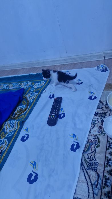 Животное, котята
