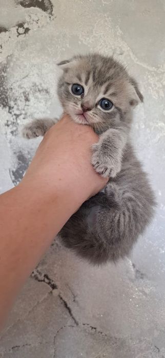 Вислоушки Нежные Плюшки.