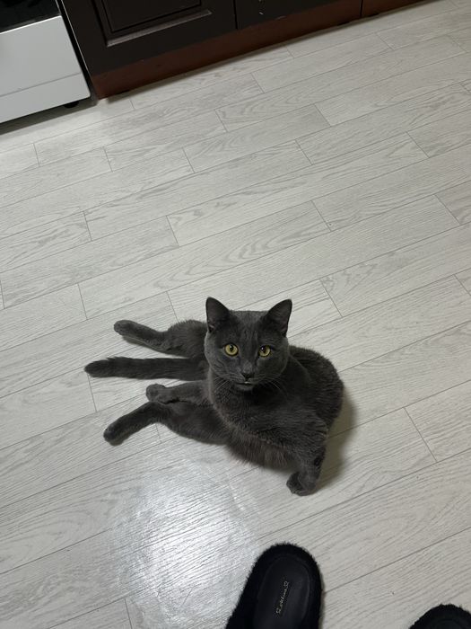 Отдам кота в добрые руки!