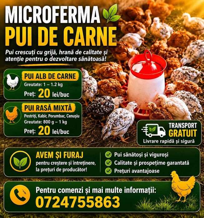 Pui rasa mixta / albi de carne Dumbrăveni !