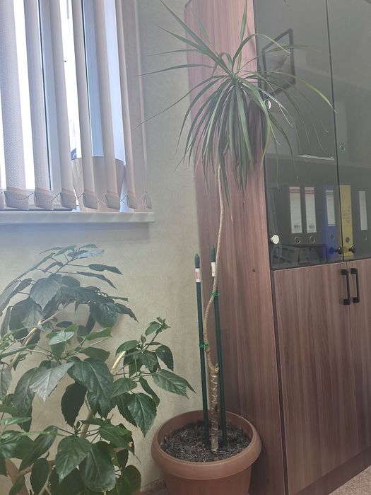 Цветы домашние или для офиса