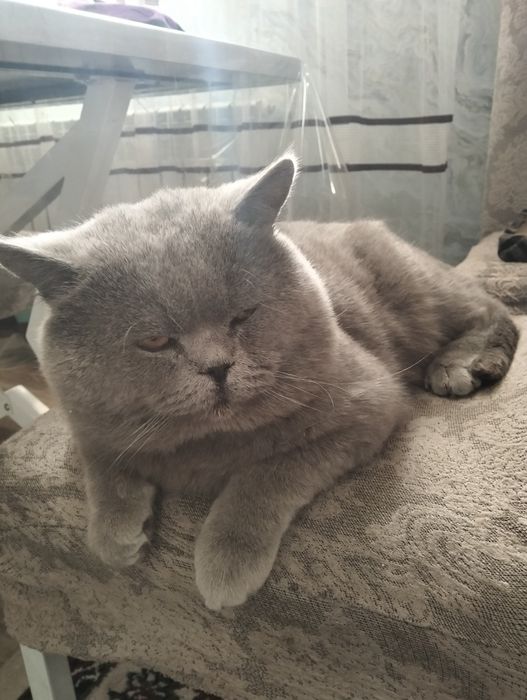 Британский  кот.