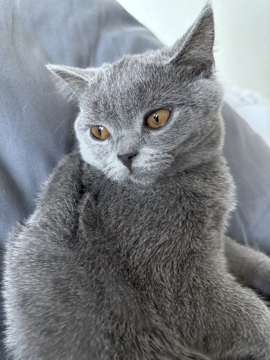 Britanska kotka 6 mesecna