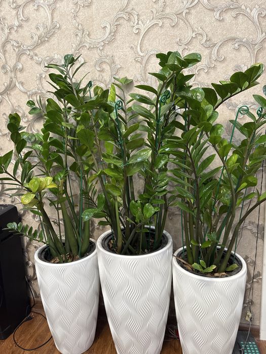 Домашние цветы. Бамбук 80-100 см