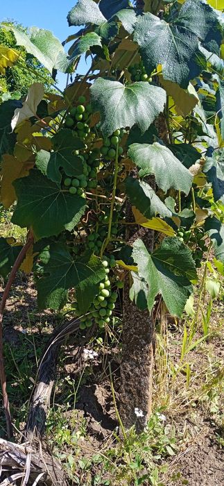 Продава се Парцел в Добрич, м-т Газибаба - 600 кв.м за 7 €/кв.м - Снимка #2