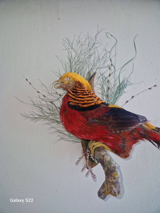 Златни фазани  препарирани