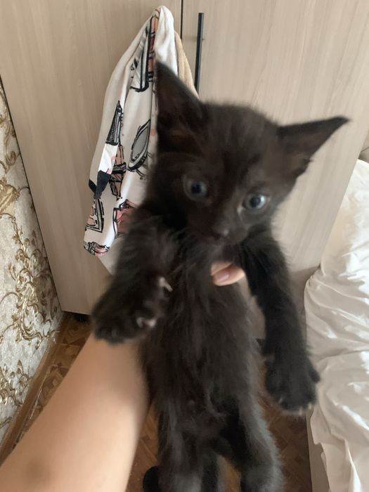 Отдам котят в добрые руки