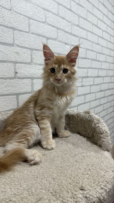 Шикарные котята для вас, породные