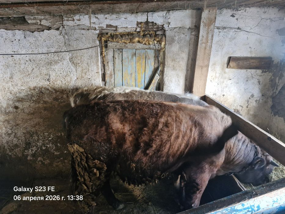 Продам быков      .