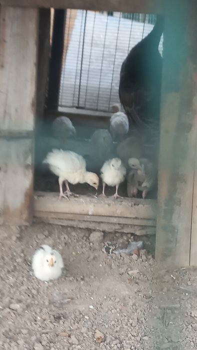 Индюктер домашные