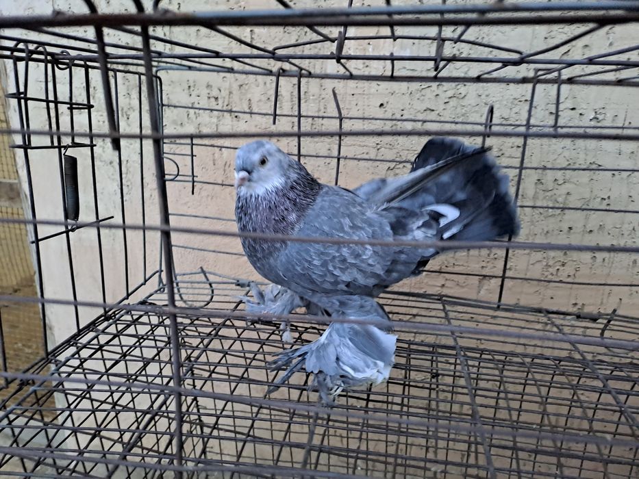 голубь молодой ,2025 года