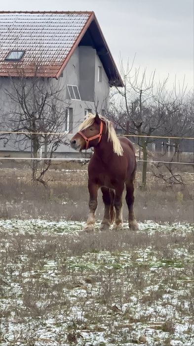 Armăsar Comtois ptr Montă