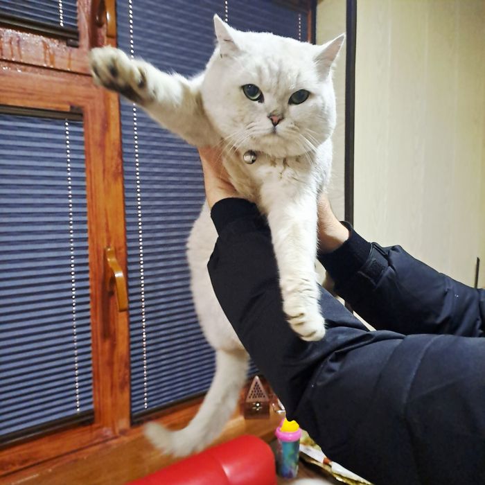 Серебристая шиншилла котёнок от правильной вязки