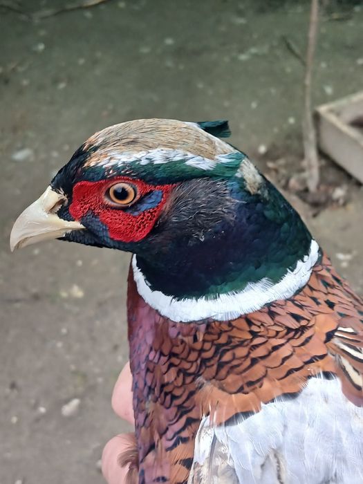 Vând 2 masculi de fazan comun