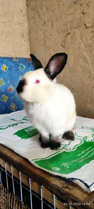 Самцы Калифорнийской породы. Куён/ quyon/ қуён/ самец