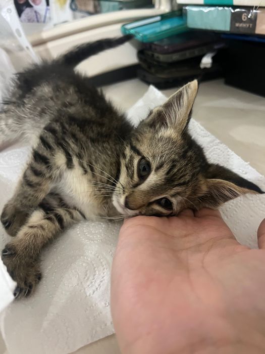 Котенок милый отдается в добрые руки!
