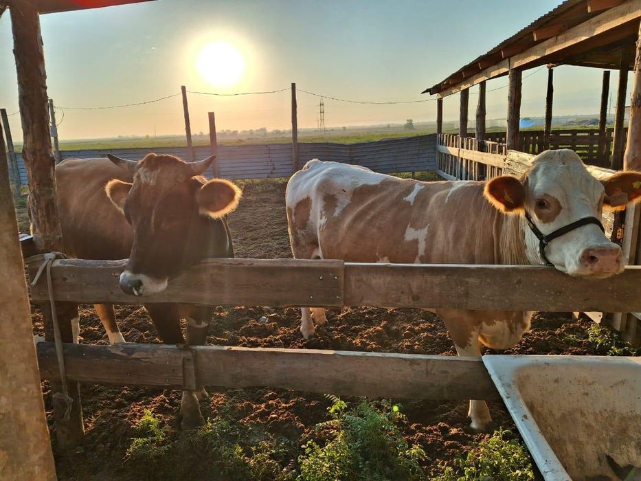 Фазенда в посёлк Исаевта